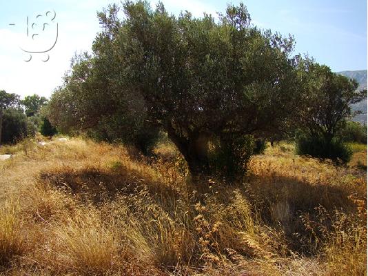 Οικόπεδο σε όμορφη περιοχή κοντά στην Αθήνα
